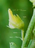  Flower-Calyx and bract